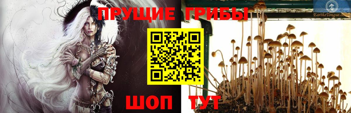 купить наркотики цена  Вход с VPN  Псилоцибиновые грибы Psilocybe  Красный Сулин  Галлюциногенные грибы Cubensis 